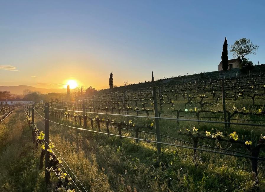 Celler Salace
