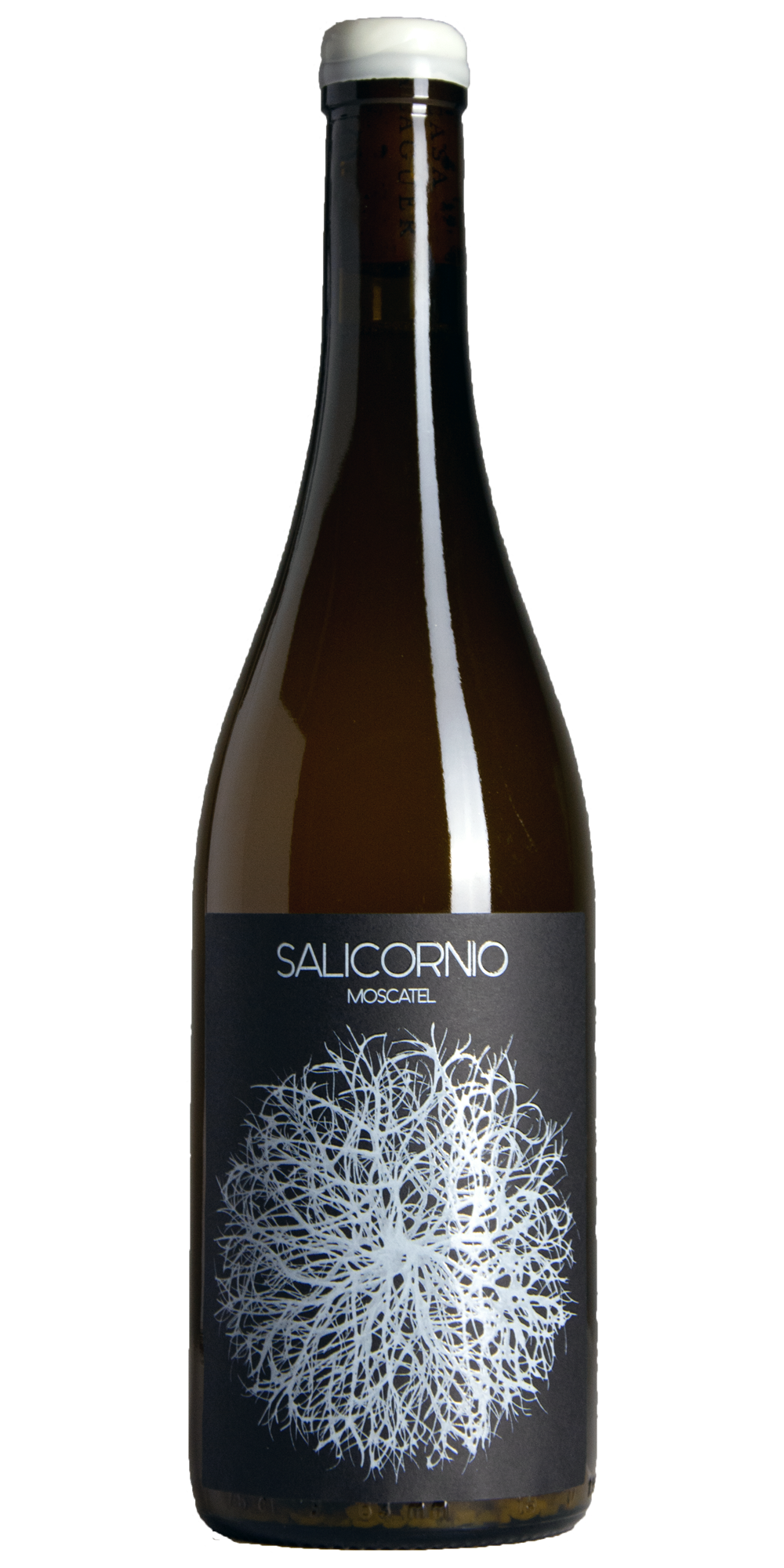 2024 Salicornio blanco